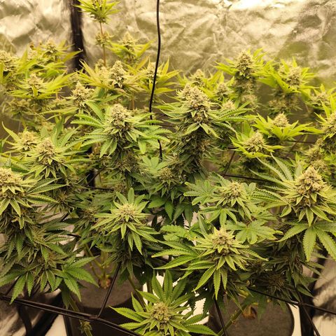 Master Kush growlog timeline photo