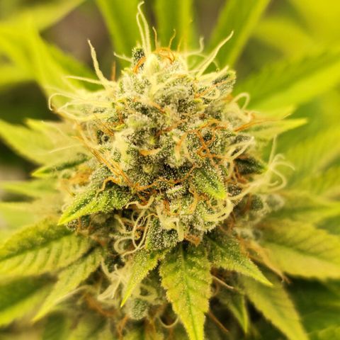 Master Kush growlog timeline photo