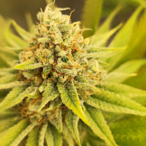 Master Kush growlog timeline photo