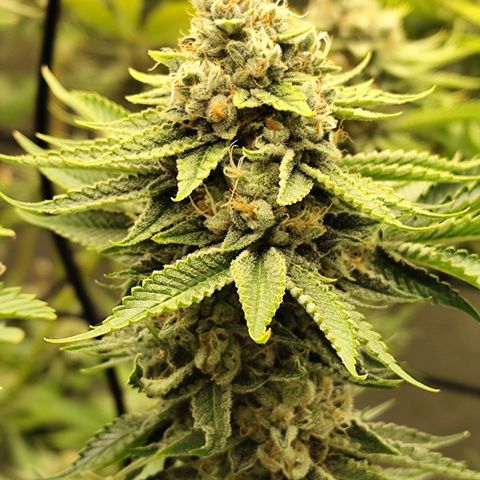 Master Kush growlog timeline photo