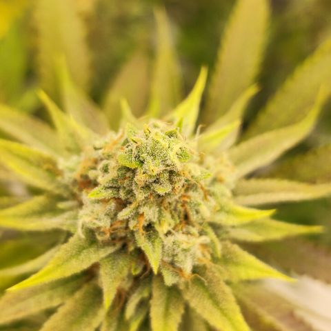 Master Kush growlog timeline photo