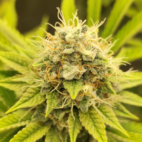 Master Kush growlog timeline photo