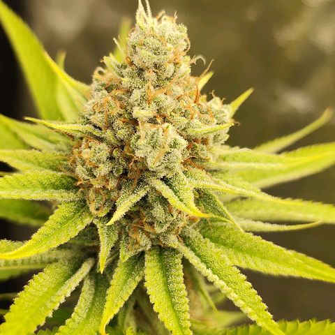 Master Kush growlog timeline photo