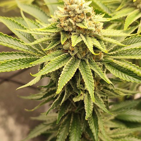 Master Kush growlog timeline photo