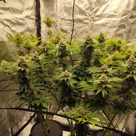 Master Kush growlog timeline photo