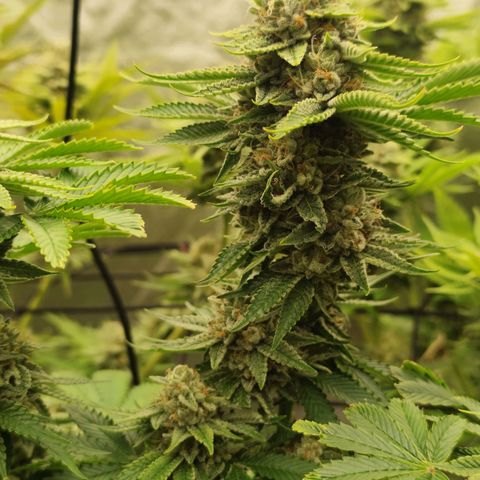 Master Kush growlog timeline photo