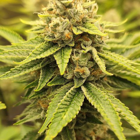 Master Kush growlog timeline photo
