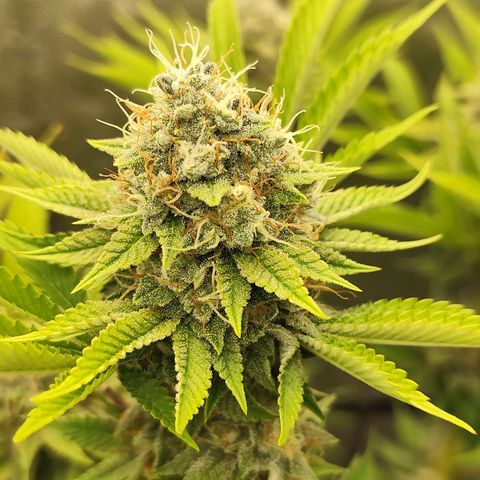 Master Kush growlog timeline photo