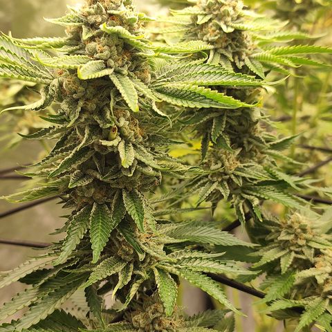 Master Kush growlog timeline photo
