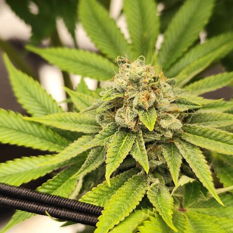 Master Kush growlog timeline photo