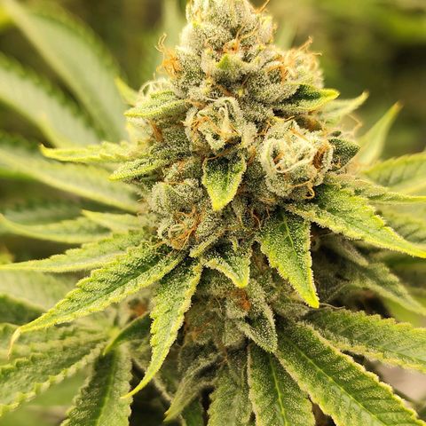 Master Kush growlog timeline photo