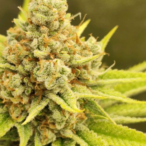 Master Kush growlog timeline photo