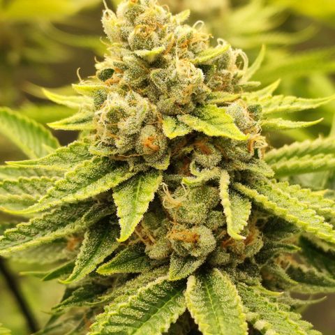 Master Kush growlog timeline photo