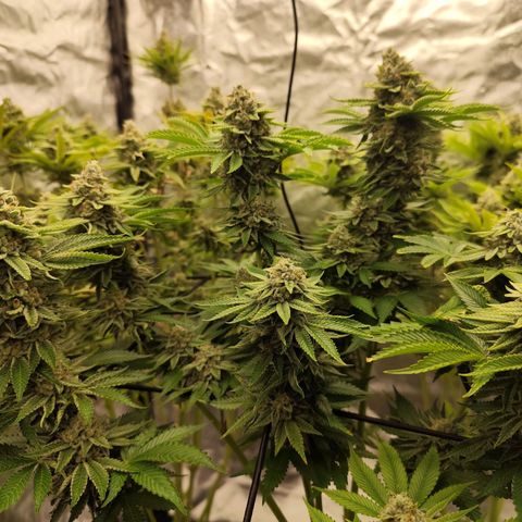 Master Kush growlog timeline photo