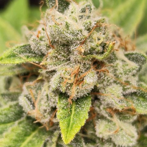 Master Kush growlog timeline photo