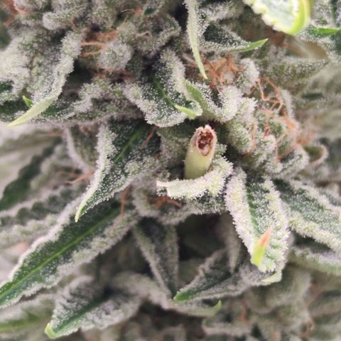 Master Kush growlog timeline photo