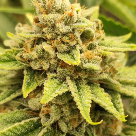 Master Kush growlog timeline photo