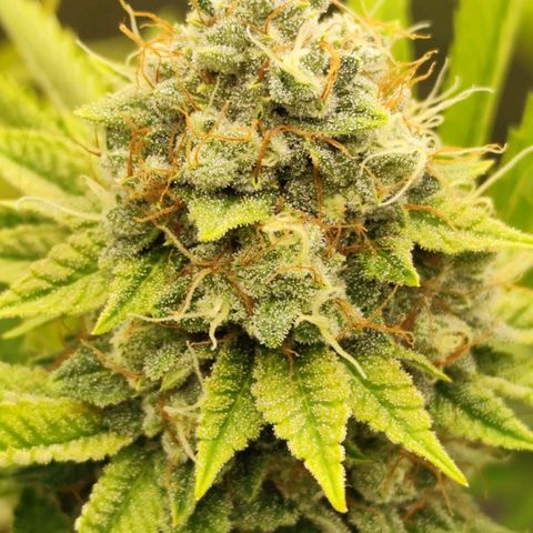 Master Kush growlog timeline photo