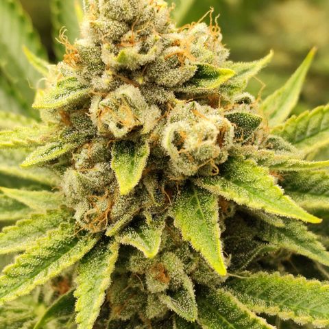 Master Kush growlog timeline photo