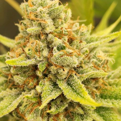 Master Kush growlog timeline photo