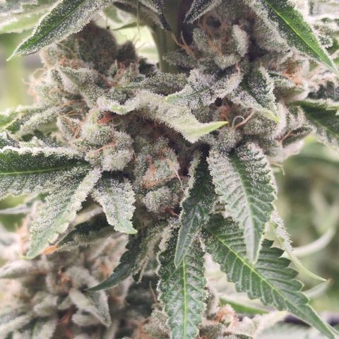 Master Kush growlog timeline photo