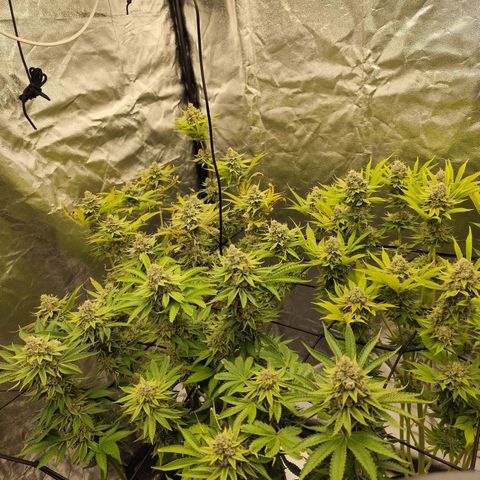 Master Kush growlog photo: Es geht langsam zu Ende. 