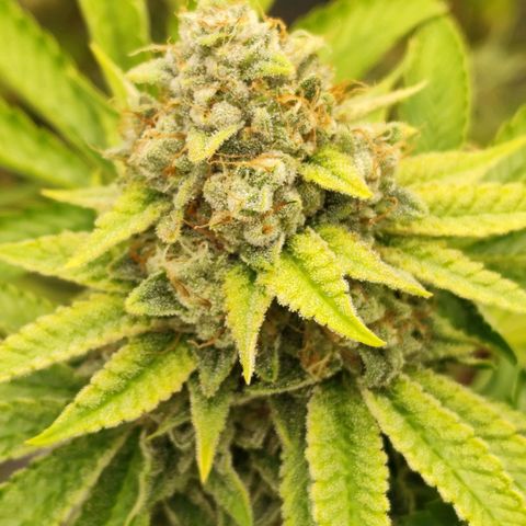 Master Kush growlog photo: Es geht langsam zu Ende. 