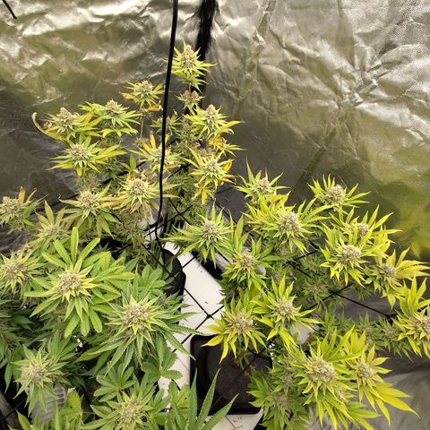 Master Kush growlog photo: Es geht langsam zu Ende. 