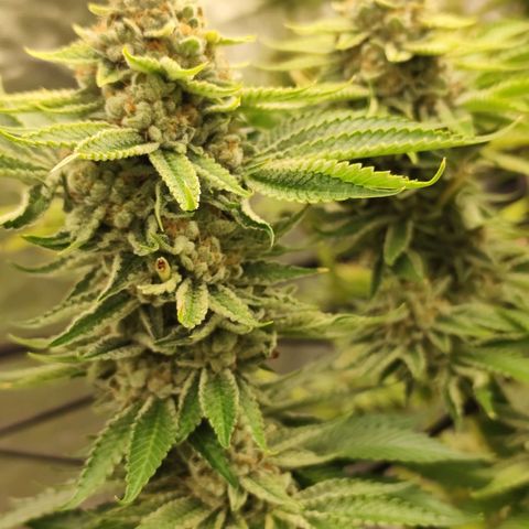 Master Kush growlog photo: Es geht langsam zu Ende. 