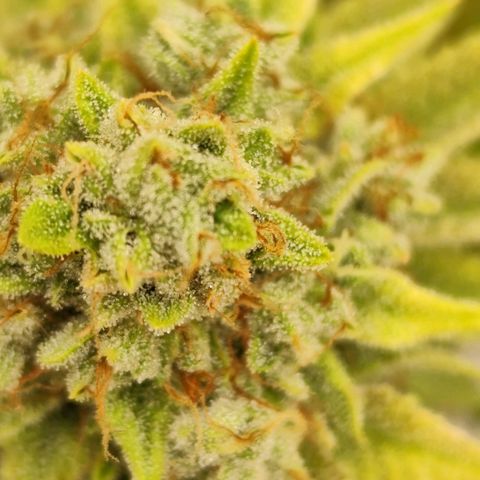 Master Kush growlog photo: Es geht langsam zu Ende. 