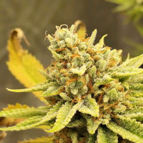 Master Kush growlog photo: Es geht langsam zu Ende. 
