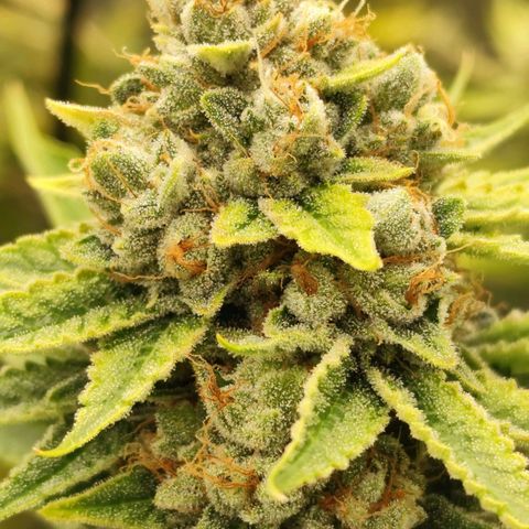 Master Kush growlog photo: Es geht langsam zu Ende. 