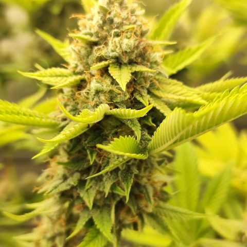 Master Kush growlog photo: Es geht langsam zu Ende. 