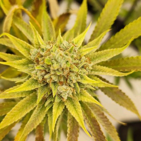 Master Kush growlog photo: Es geht langsam zu Ende. 