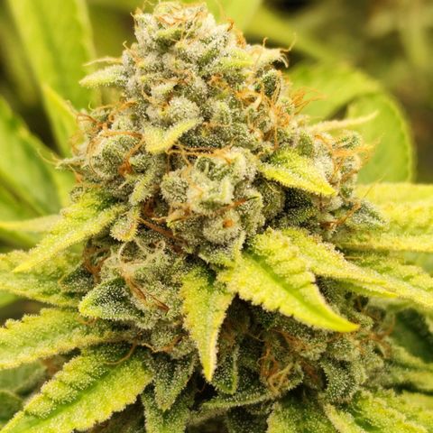 Master Kush growlog photo: Es geht langsam zu Ende. 
