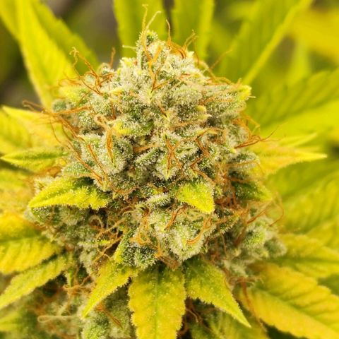 Master Kush growlog photo: Spätherbst. Noch 2 Tage bis zur Ernte. Braune Trichome werden häufiger.
