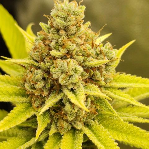 Master Kush growlog photo: Spätherbst. Noch 2 Tage bis zur Ernte. Braune Trichome werden häufiger.
