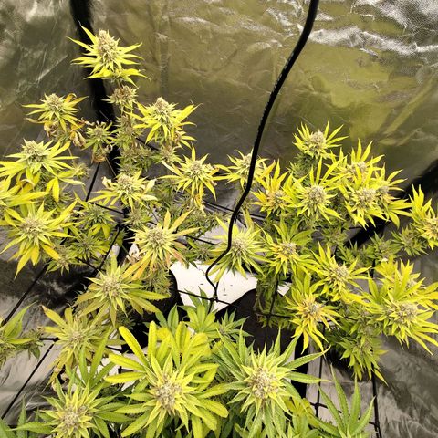 Master Kush growlog photo: Spätherbst. Noch 2 Tage bis zur Ernte. Braune Trichome werden häufiger.