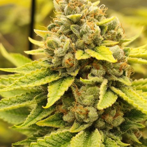 Master Kush growlog photo: Spätherbst. Noch 2 Tage bis zur Ernte. Braune Trichome werden häufiger.