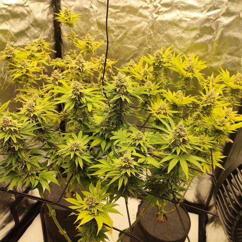 Master Kush growlog photo: Spätherbst. Noch 2 Tage bis zur Ernte. Braune Trichome werden häufiger.
