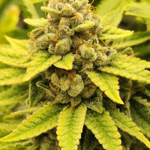Master Kush growlog photo: Spätherbst. Noch 2 Tage bis zur Ernte. Braune Trichome werden häufiger.