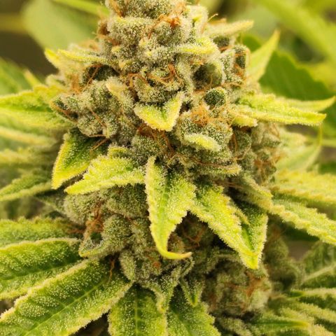 Master Kush growlog photo: Spätherbst. Noch 2 Tage bis zur Ernte. Braune Trichome werden häufiger.