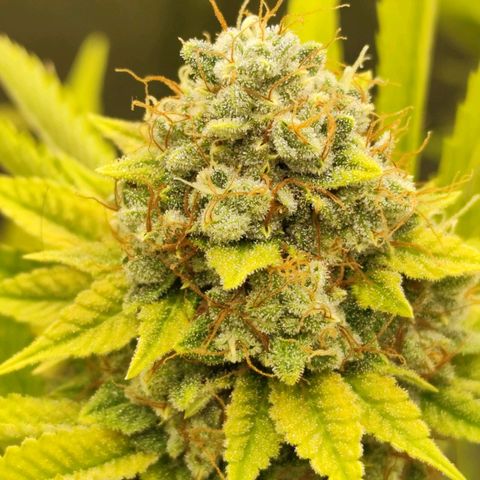 Master Kush growlog photo: Spätherbst. Noch 2 Tage bis zur Ernte. Braune Trichome werden häufiger.