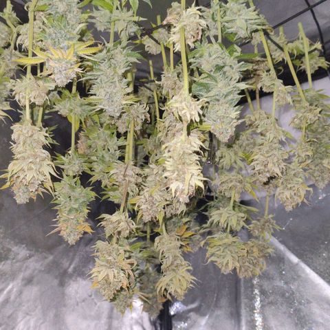 Master Kush growlog timeline photo