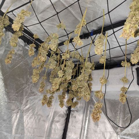 Master Kush growlog photo: Heute wird getrimmt 