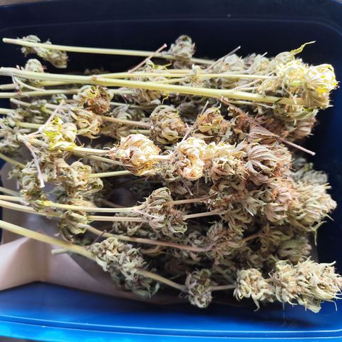 Master Kush growlog timeline photo