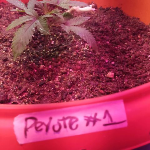 Peyote Gorilla growlog timeline photo