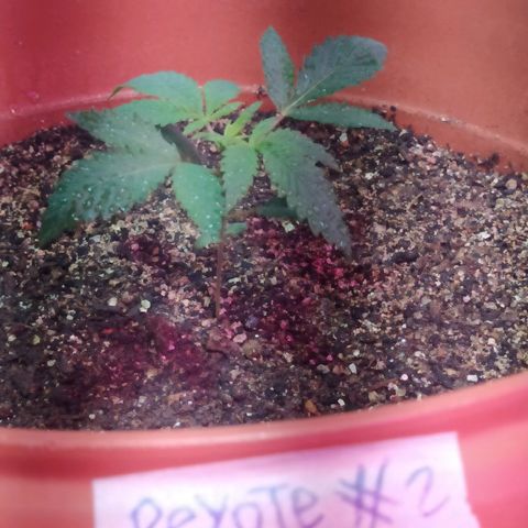 Peyote Gorilla growlog timeline photo