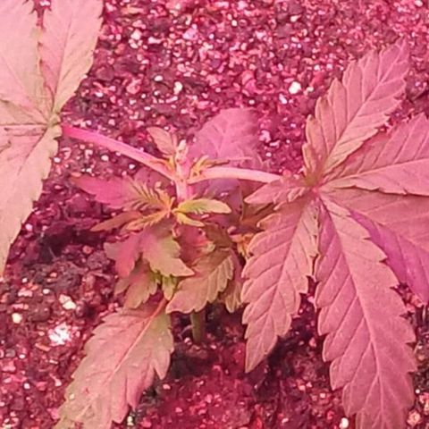 Peyote Gorilla growlog timeline photo