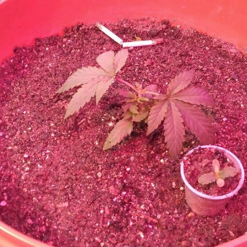 Peyote Gorilla growlog timeline photo